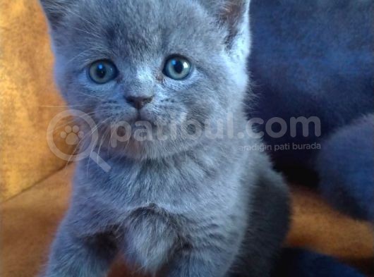 Safkan Irk Britihs Shorthair&Scottish Fold Bebekler görsel