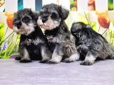 Salt And Pepper Mi̇nyatür Schnauzer Yavrular