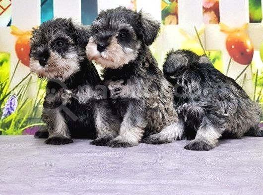 Salt And Pepper Mi̇nyatür Schnauzer Yavrular görsel