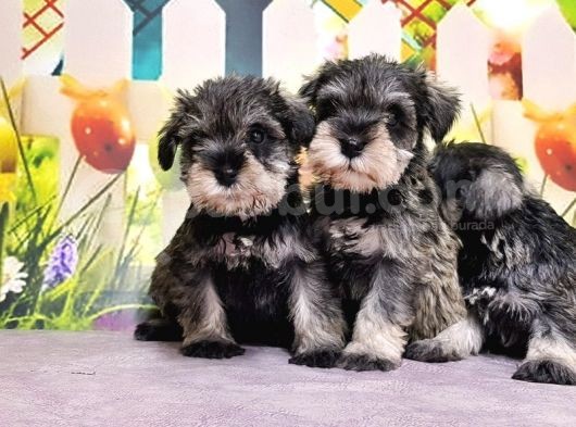 Salt And Pepper Mi̇nyatür Schnauzer Yavrular görsel