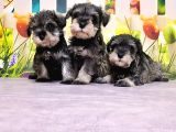 Salt And Pepper Mi̇nyatür Schnauzer Yavrular