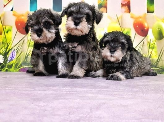 Salt And Pepper Mi̇nyatür Schnauzer Yavrular görsel