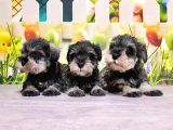 Salt And Pepper Mi̇nyatür Schnauzer Yavrular