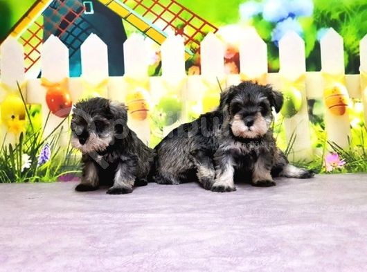 Salt And Pepper Mi̇nyatür Schnauzer Yavrular görsel