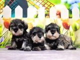 Salt And Pepper Mi̇nyatür Schnauzer Yavrular