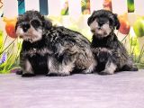 Salt And Pepper Mi̇nyatür Schnauzer Yavrular