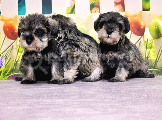 Salt And Pepper Mi̇nyatür Schnauzer Yavrular görsel