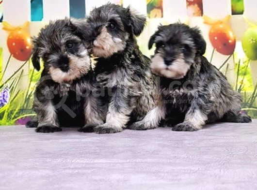 Salt And Pepper Mi̇nyatür Schnauzer Yavrular görsel