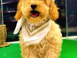 Toy Poodle Dişi