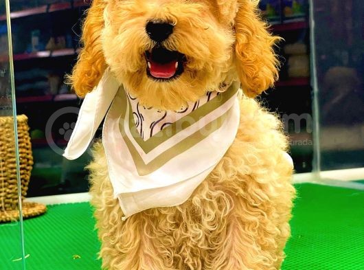Toy Poodle Dişi