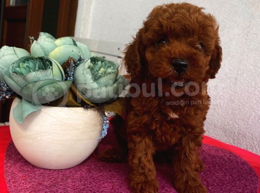 Karamelll.toypoodle ‘In Bebekleriii görsel