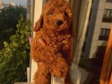 Redbrown Toy Bebekler