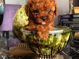 Karamelll.toypoodle ‘In Bebekleriii