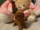Sağlık Ve Ömür Boyu Irk Garantili Poodle Yavrular