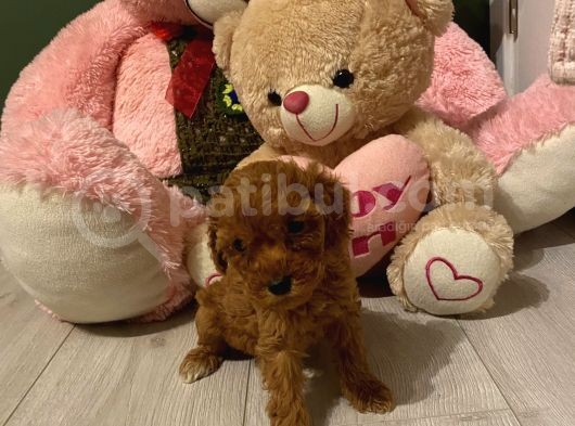 Sağlık Ve Ömür Boyu Irk Garantili Poodle Yavrular görsel