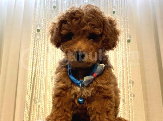 Irk Garantili Toypoodle Bebekler
