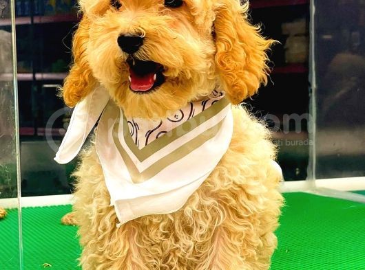 Toy Poodle Dişi görsel