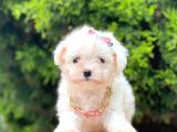 Sevimli Maltese Terrier