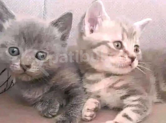 2 Dişi 1 Erkek A Kalite Dik Kulak Yavrular görsel
