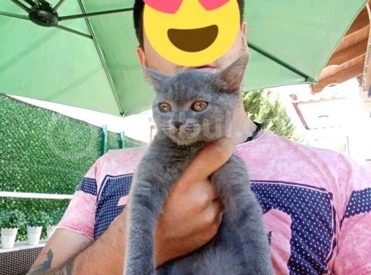 2 Dişi 1 Erkek A Kalite Dik Kulak Yavrular görsel