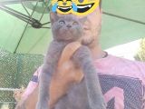 2 Dişi 1 Erkek A Kalite Dik Kulak Yavrular