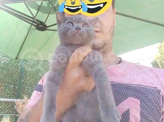 2 Dişi 1 Erkek A Kalite Dik Kulak Yavrular görsel