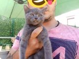 2 Dişi 1 Erkek A Kalite Dik Kulak Yavrular