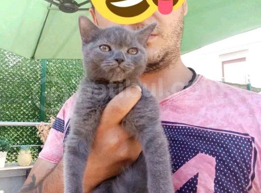2 Dişi 1 Erkek A Kalite Dik Kulak Yavrular görsel