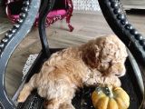 Karamelll.toypoodle ‘In Bebekleriiiiii