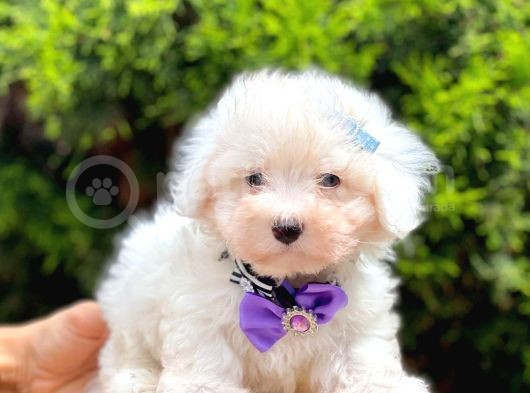 Sevimli Maltese Terrier görsel
