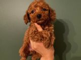 Karamelll.toypoodle ‘In Bebekleriii