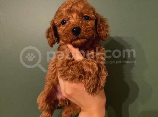 Karamelll.toypoodle ‘In Bebekleriii görsel