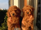 Redbrown Toy Bebekler
