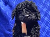 Apricot Red Black Red Brown Toypoodle Bebekler