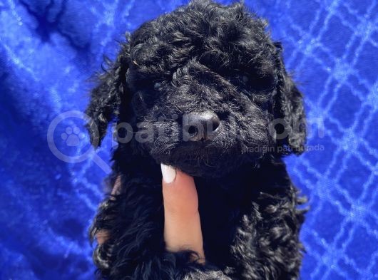 Apricot Red Black Red Brown Toypoodle Bebekler görsel