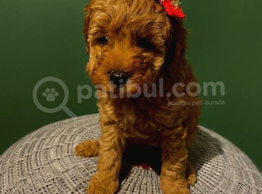 Muhteşem Toypoodle Bebeklerr görsel