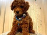 Irk Garantili Toypoodle Bebekler