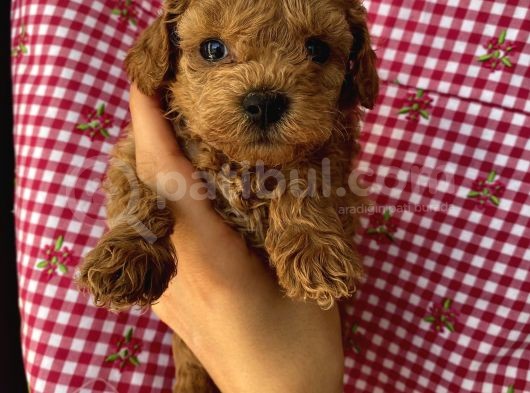Irk Garantili Toypoodle Bebekler görsel