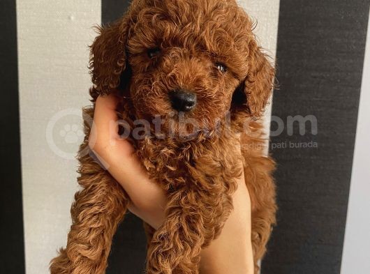 Irk Garantili Toypoodle Bebekler görsel