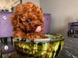 Karamelll.toypoodle ‘In Bebekleriii