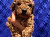 Apricot Red Black Red Brown Toypoodle Bebekler