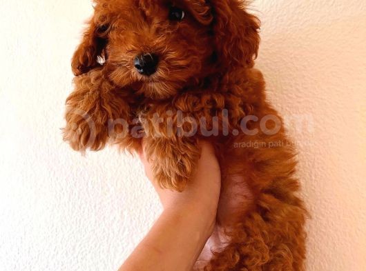 Red Toy Poodle Erkek