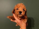 Karamelll.toypoodle ‘In Bebekleriii