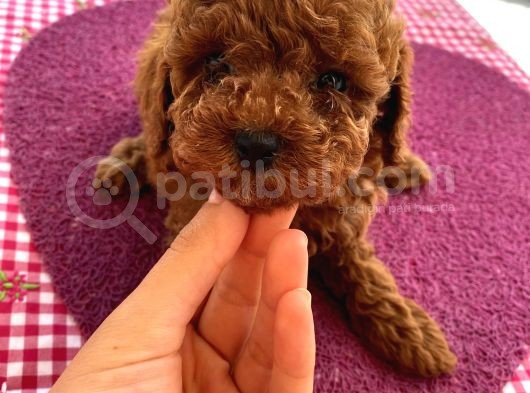 Ev Ortamında Doğup Büyüyen Toypoodle Bebekler görsel