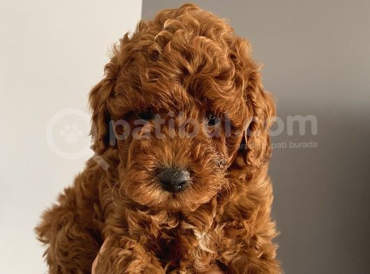 Ev Ortamında Doğup Büyüyen Toypoodle Bebekler görsel