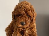 Apartman Yaşantısı İçin En İdeal Toypoodle Bebekler