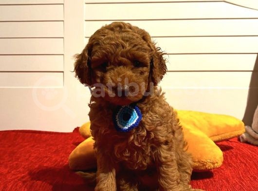 Irk Garantili Toypoodle Bebekler görsel