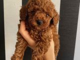 Apricot Red Black Red Brown Toypoodle Bebekler