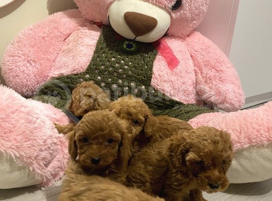 Sağlık Ve Ömür Boyu Irk Garantili Poodle Yavrular