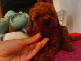 Safkan Ve Korekan Toypoodle Bebekler